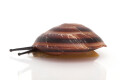 Caracolus sagemon ssp. Cuba typ 4 striped, juvenil